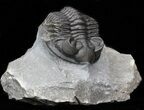 Bug-Eyed Coltraneia Trilobite - Great Eye Facets #40126-2